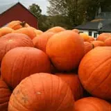 Will's Cackleberry Castle Pumpkin Farm photo