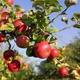 Diehl's Orchard & Cider Mill photo
