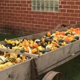 U-Pick Pumpkins & More photo