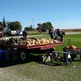 U-Pick Pumpkins & More photo