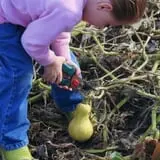 U-Pick Pumpkins & More photo