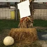 U-Pick Pumpkins & More photo