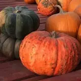 U-Pick Pumpkins & More photo