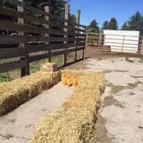 U-Pick Pumpkins & More photo