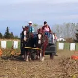 U-Pick Pumpkins & More photo