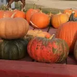 U-Pick Pumpkins & More photo