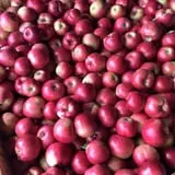 Terrace Mountain Orchard photo