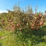 Terrace Mountain Orchard photo