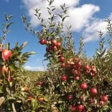 Terrace Mountain Orchard photo