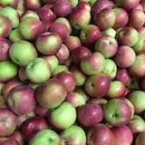 Terrace Mountain Orchard photo