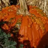 Mulberry Lane Farm photo