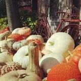 Mulberry Lane Farm photo