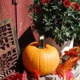 Mulberry Lane Farm photo