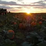 Mulberry Lane Farm photo