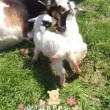 Mulberry Lane Farm photo
