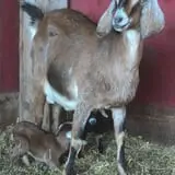 Mulberry Lane Farm photo