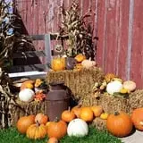 Mulberry Lane Farm photo