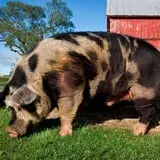 Mulberry Lane Farm photo