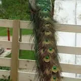 Mulberry Lane Farm photo