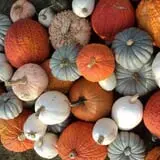 Mulberry Lane Farm photo