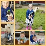 Mulberry Lane Farm photo