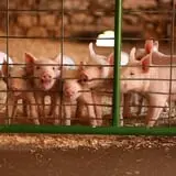 Mulberry Lane Farm photo