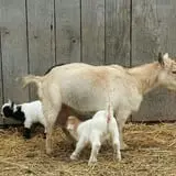 Mulberry Lane Farm photo