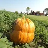 Mulberry Lane Farm photo