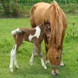 Mulberry Lane Farm photo