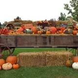 Mulberry Lane Farm photo