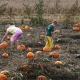 Mulberry Lane Farm photo