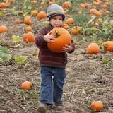 Mulberry Lane Farm photo