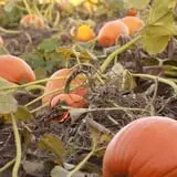 Mulberry Lane Farm photo