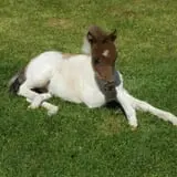 Mulberry Lane Farm photo