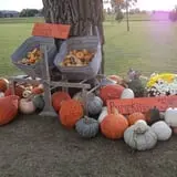 Mulberry Lane Farm photo