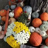Mulberry Lane Farm photo