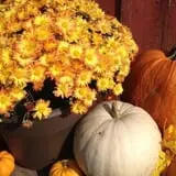 Mulberry Lane Farm photo