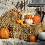 Mulberry Lane Farm photo