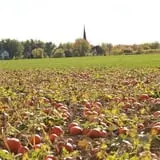 Mulberry Lane Farm photo