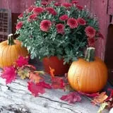 Mulberry Lane Farm photo