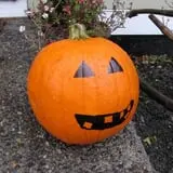 Mulberry Lane Farm photo