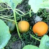 Mecca Family Farm photo