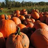Chipman's Farm photo