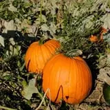 Chipman's Farm photo