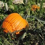 Chipman's Farm photo