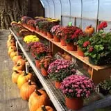Chipman's Farm photo