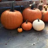 Chipman's Farm photo