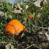 Chipman's Farm photo