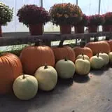 Chipman's Farm photo