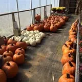 Chipman's Farm photo